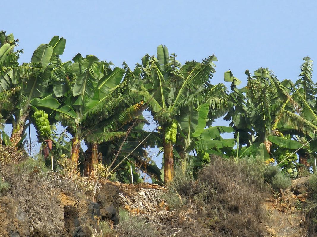 schöner Blick vom Boot auf eine Bananenplantage