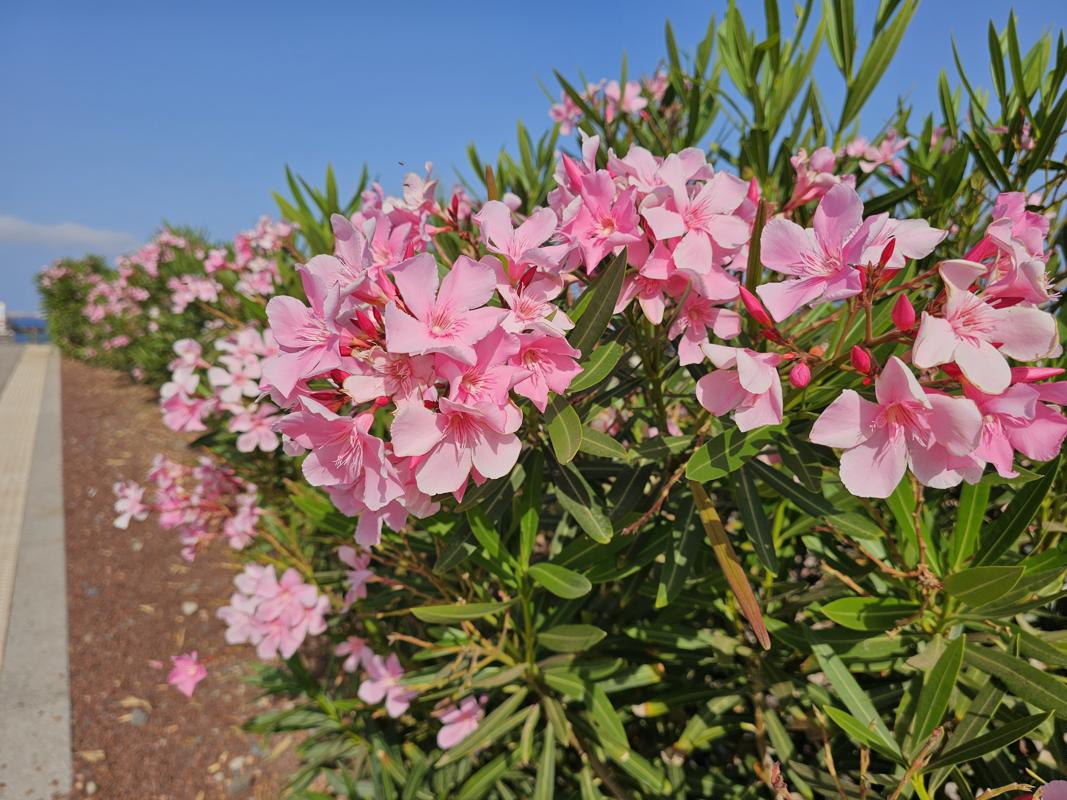 An der Hafenpromenade der Marina Amarilla blüht der Oleander.